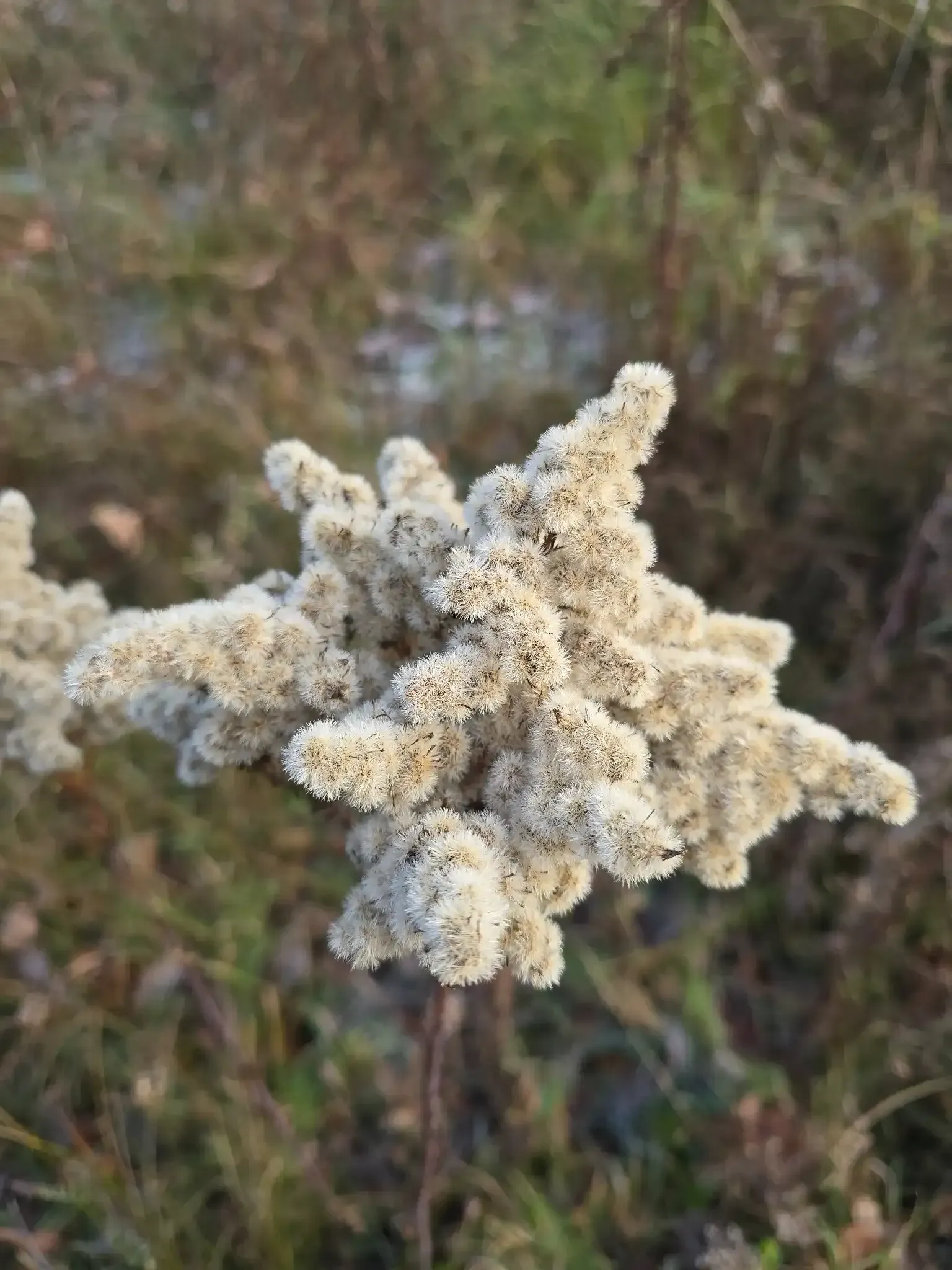 Wildkräuter im Glas - grünes Kreuz