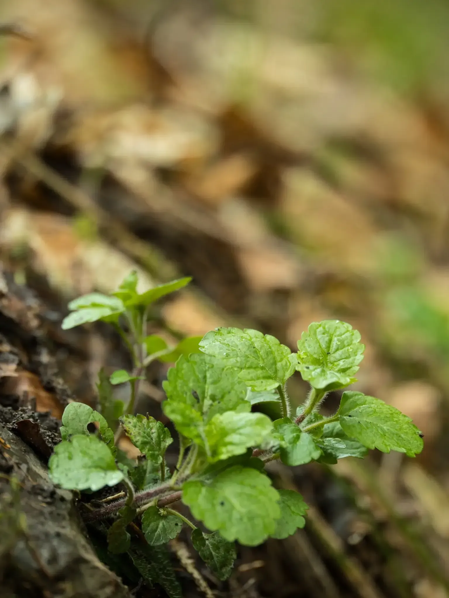 Gundelrebe oder Gundermann im Waldschatten