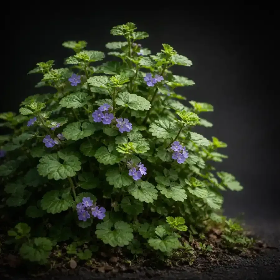 Heilpflanzen im Glas