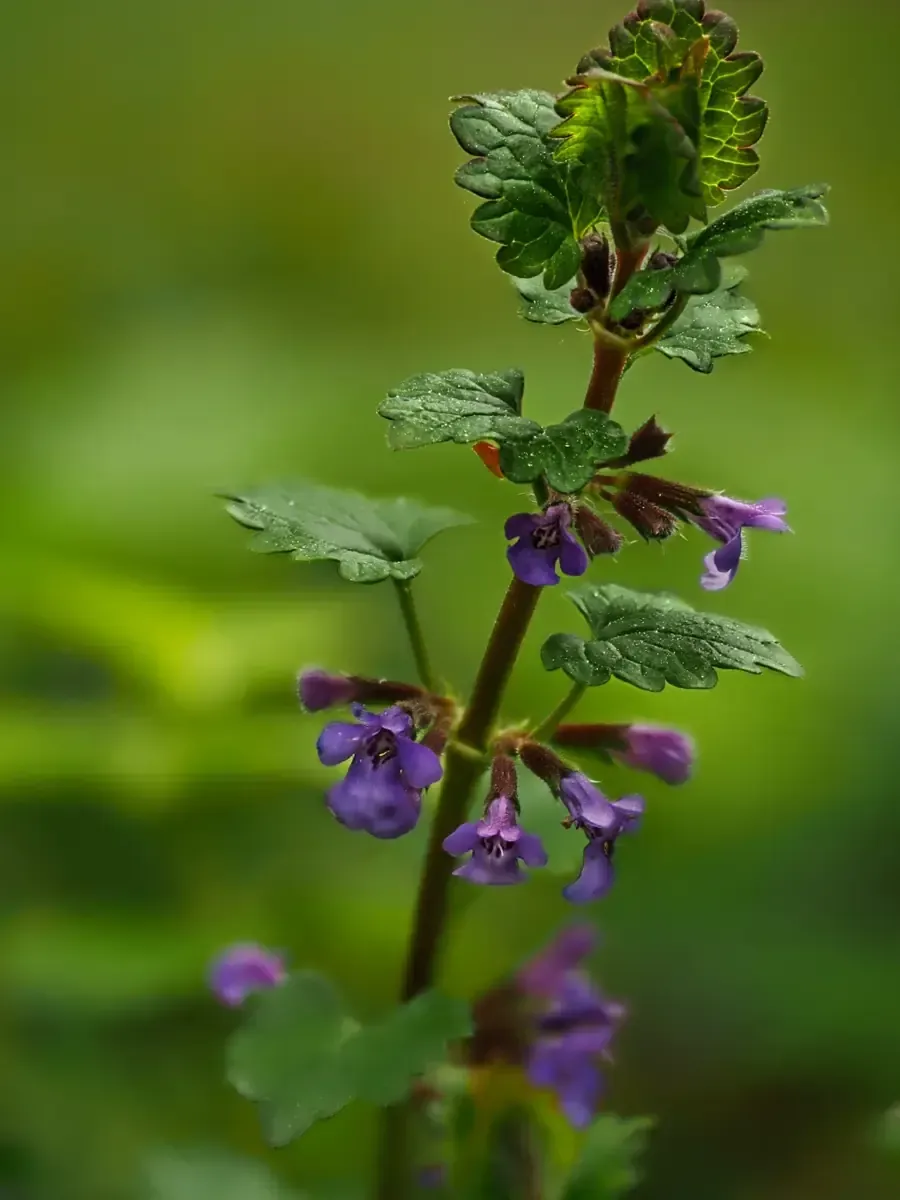 Buschwindröschen Buschwindröschen-März