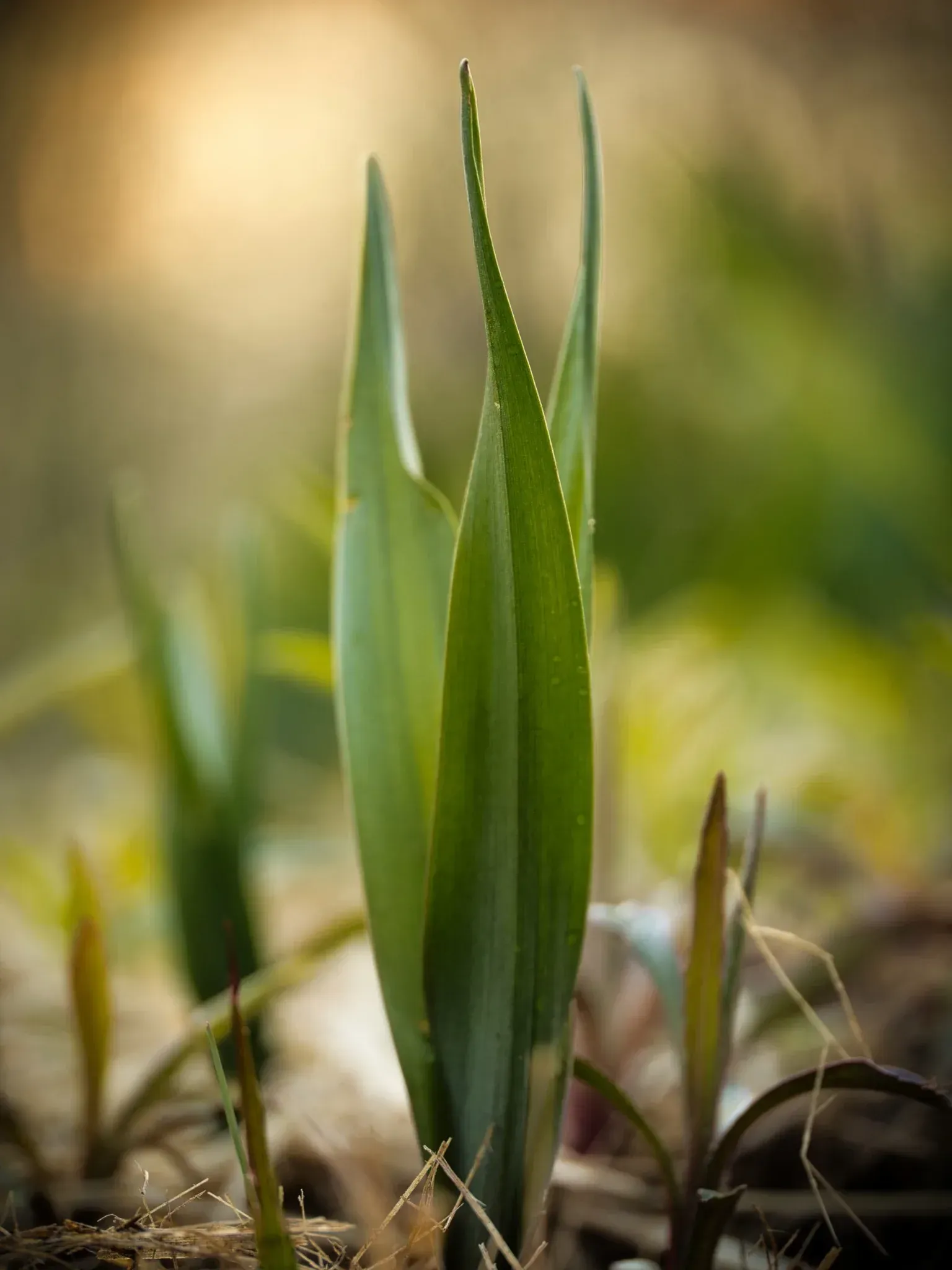 Herbstzeitlose ohne Blüte im März