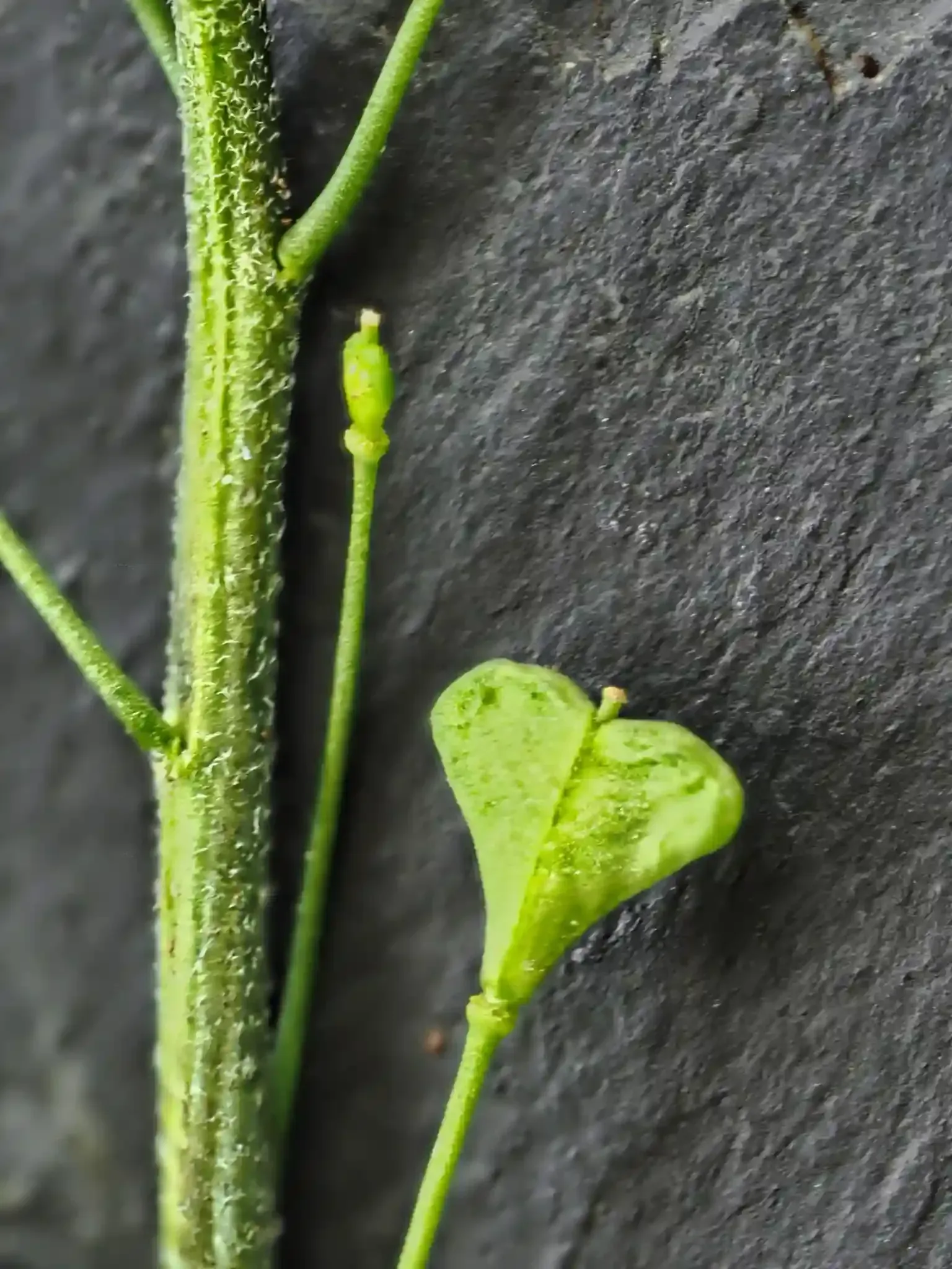 Hirtentäschel Frucht – Makrofotografie