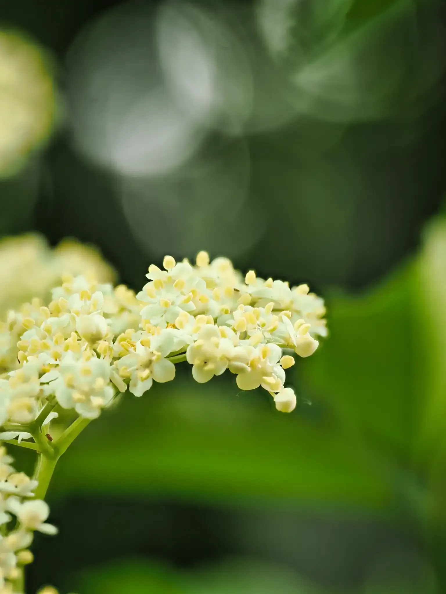 Holunderblüte