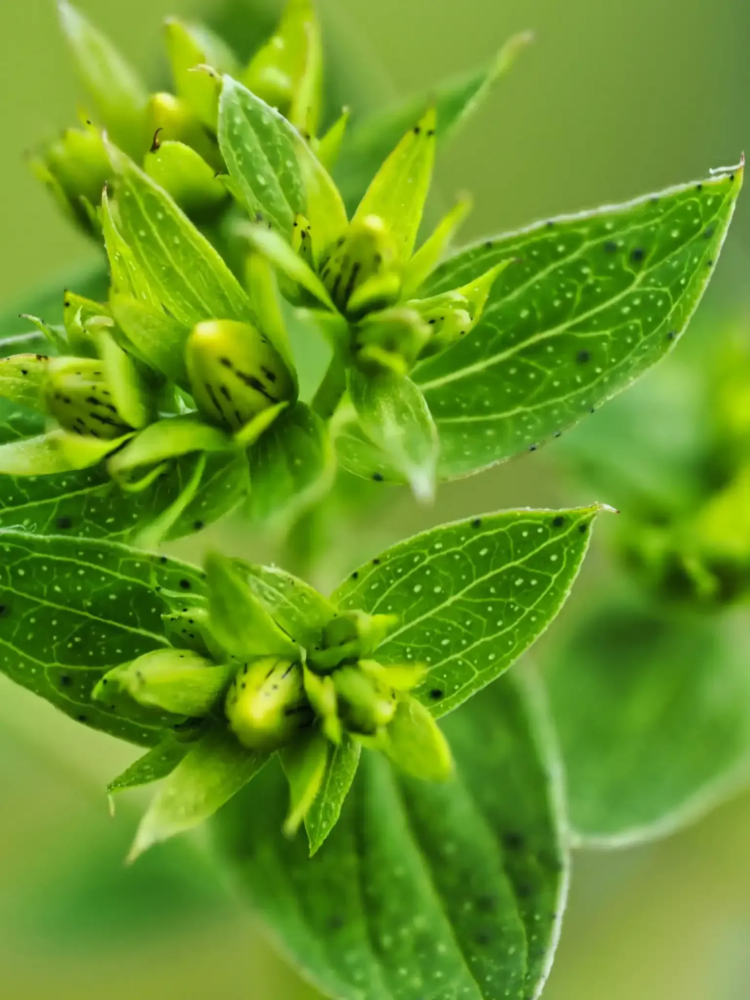 Geschlossene Knospen Johanniskraut