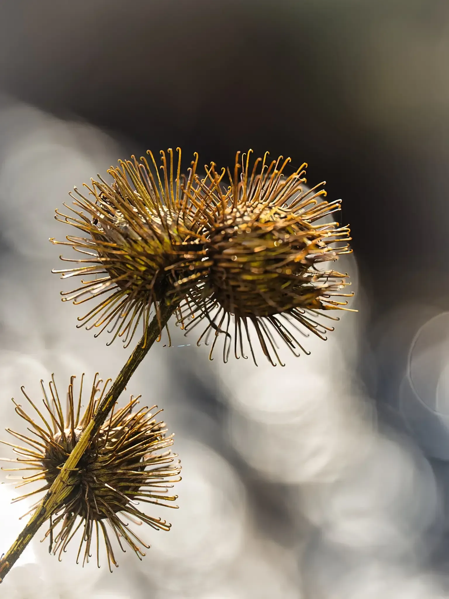 Buschwindröschen Buschwindröschen-März