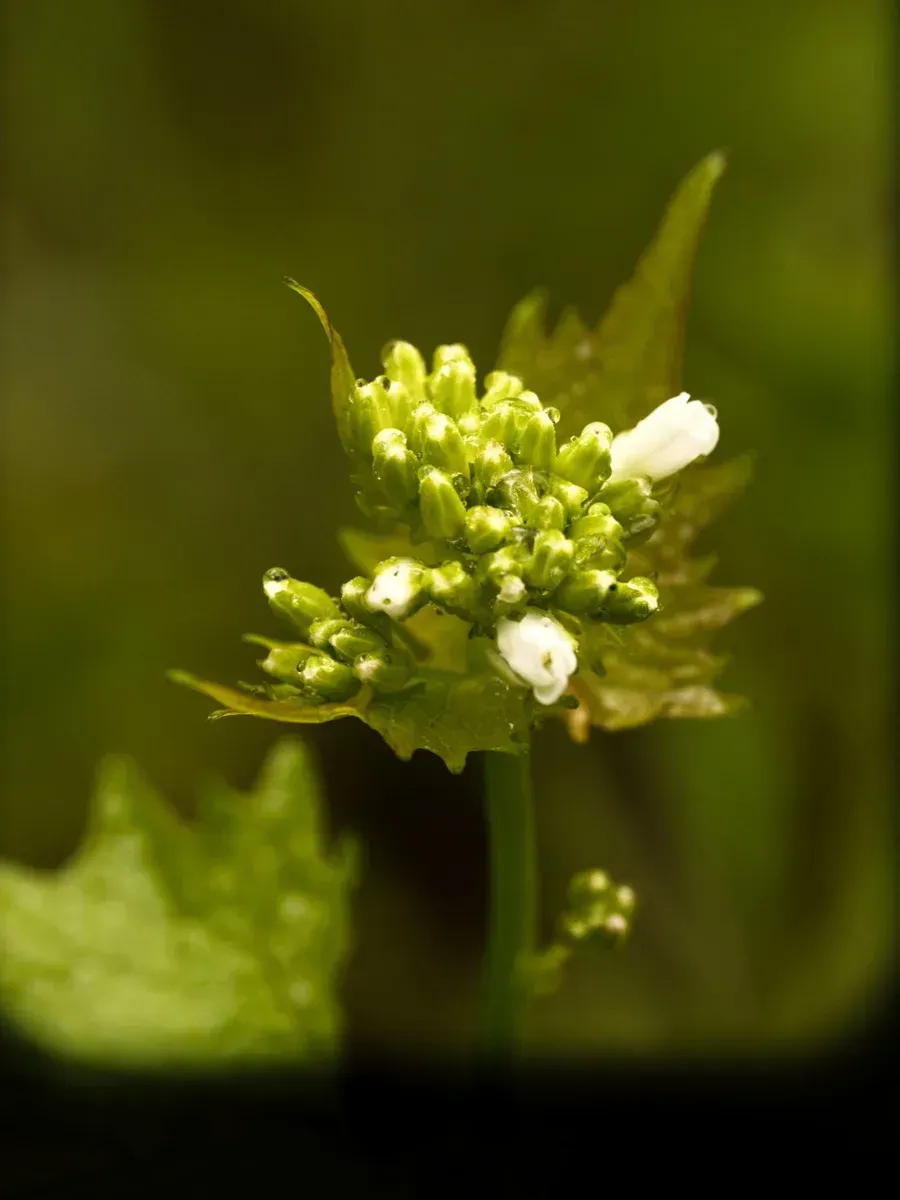Knoblauchsrauke - Blüte und Knospe