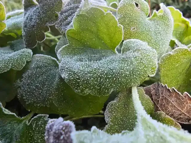 Gundermann im Dezember mir Rauhreif