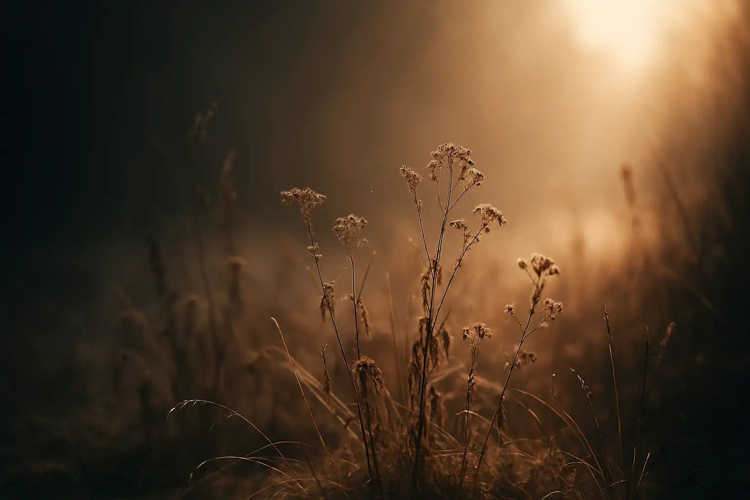 Wildkräuterwiese im Winter