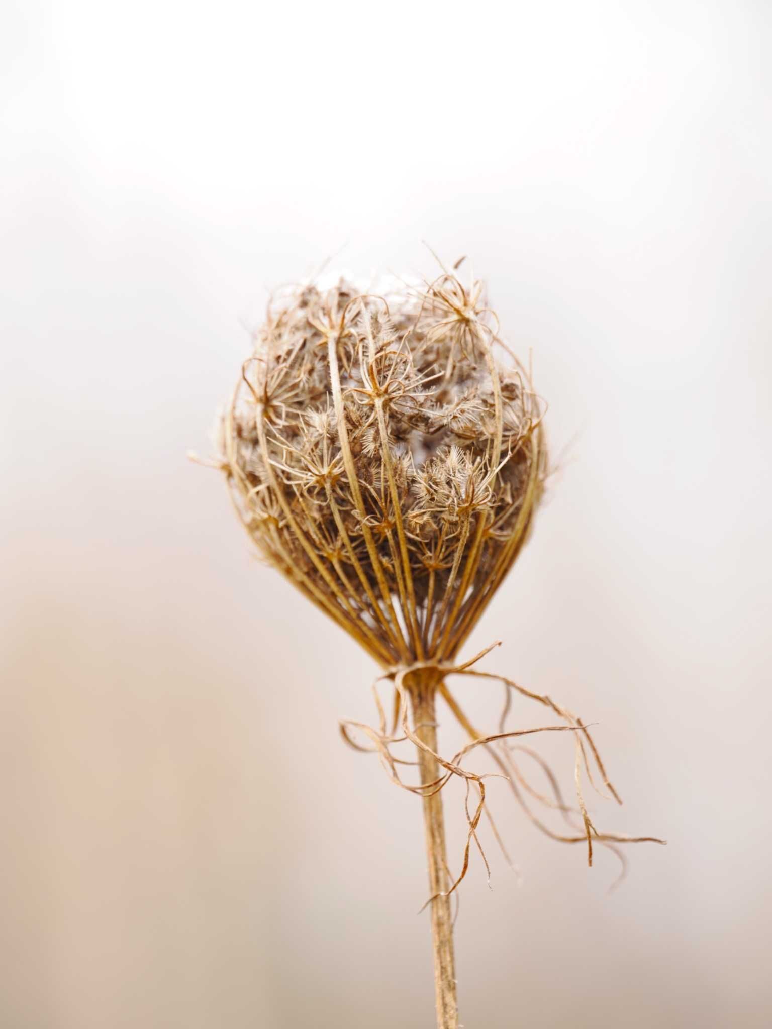 Wildkräuter Rotklee, stilisiert