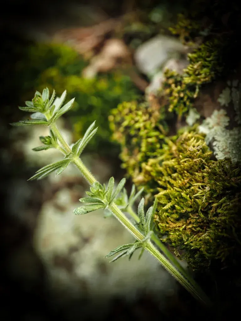 Kettenlabkraut im Weinberg