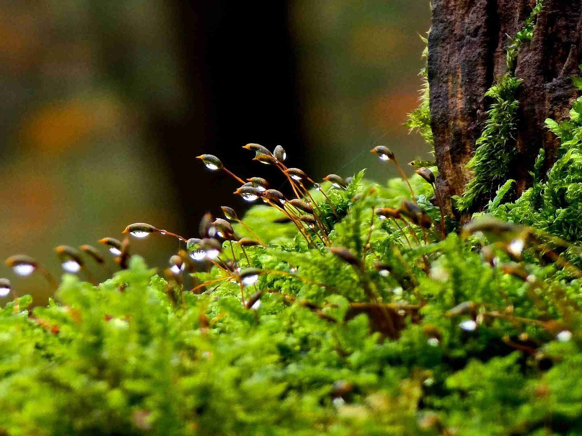 Heilpflanzen im Glas
