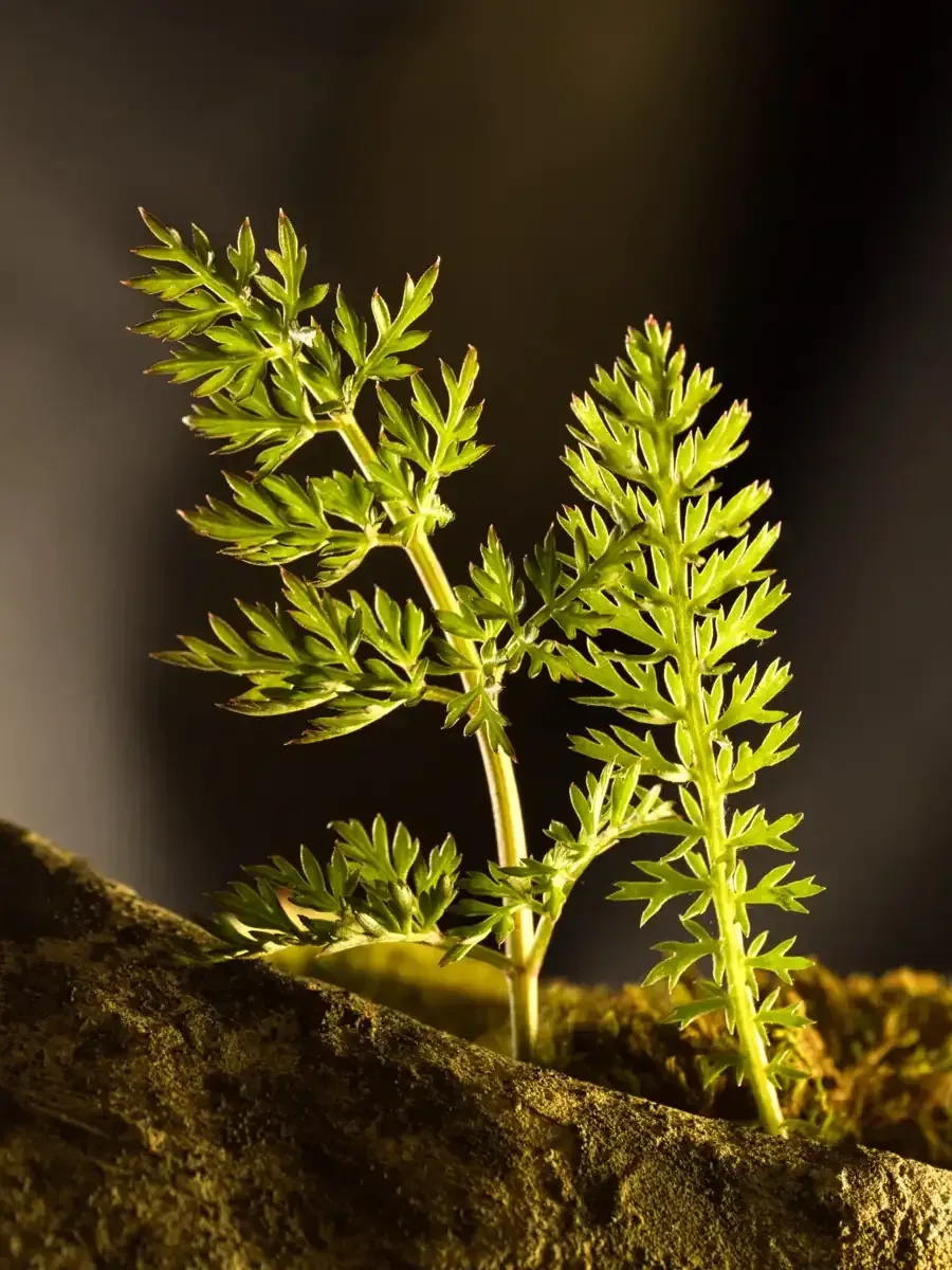 Schafgarbe vs Rainfarn