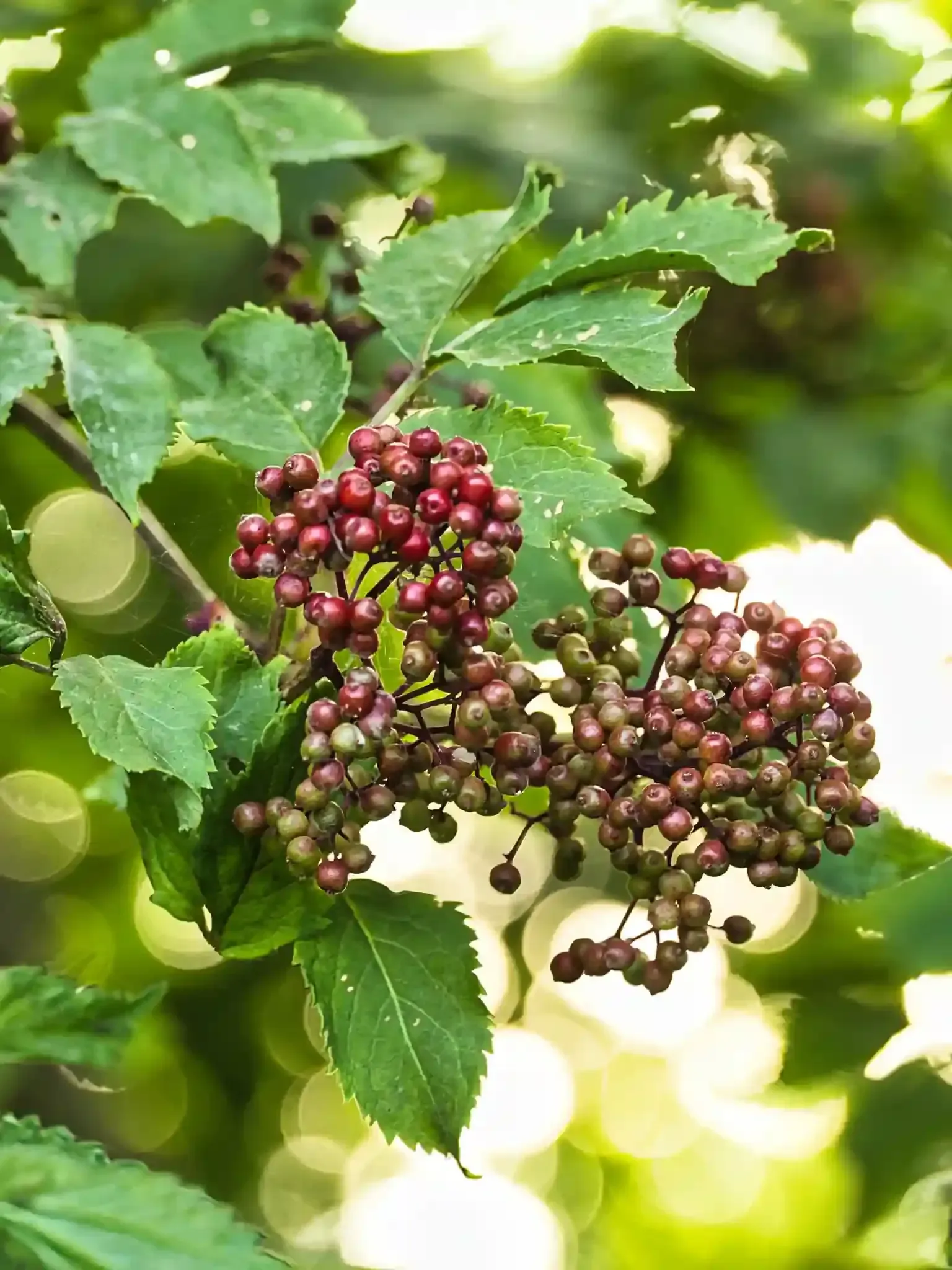 Unreife Früchte des Roten Holunders (Sambucus racemosa) im Juni; die Beeren wechseln bereits von Grün zu Rot.