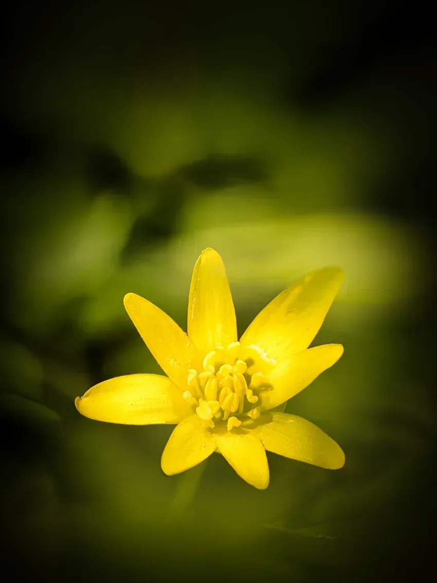 Scharbockskraut - Blüte