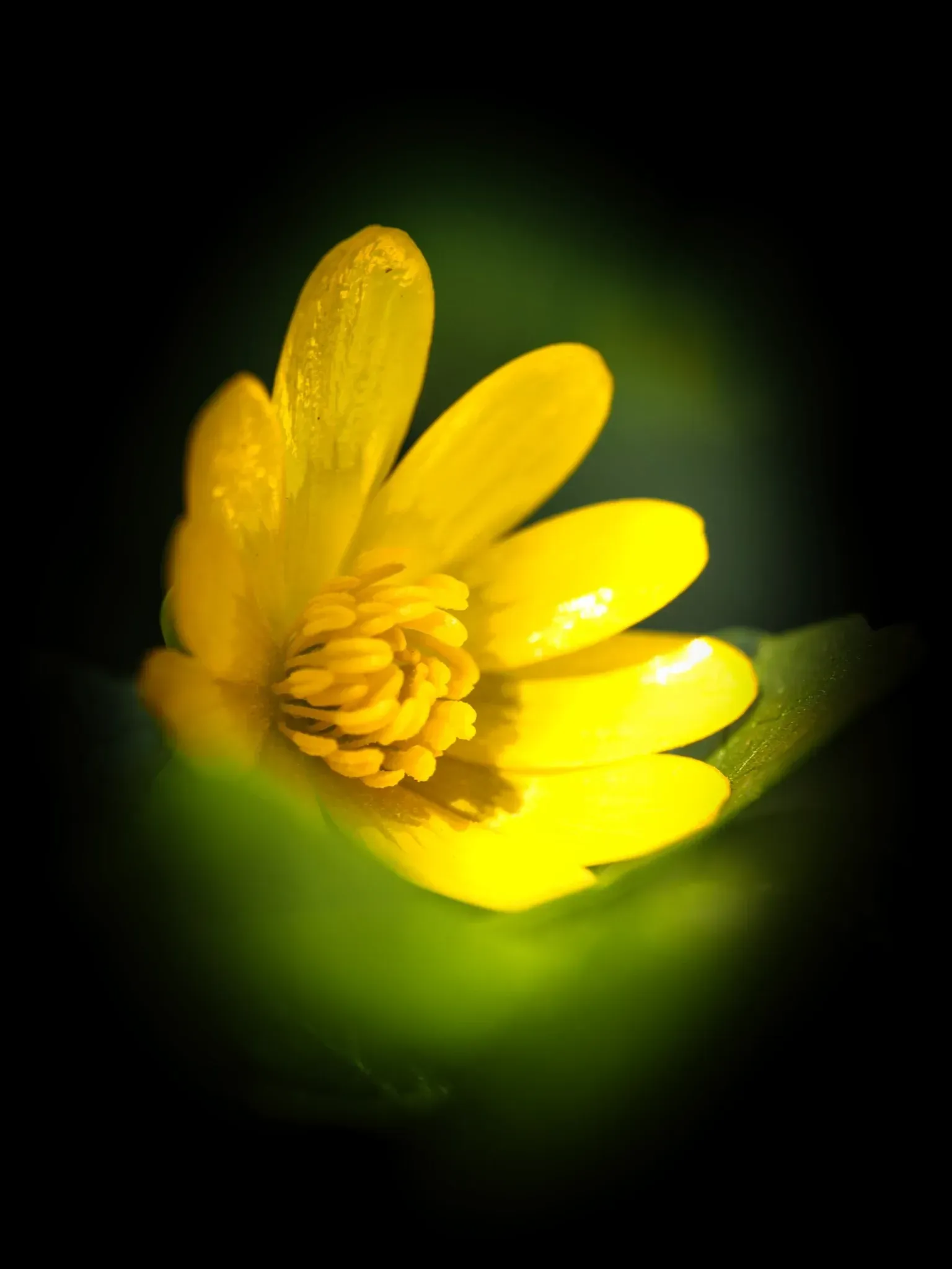 Wildkräuter Rotklee, stilisiert