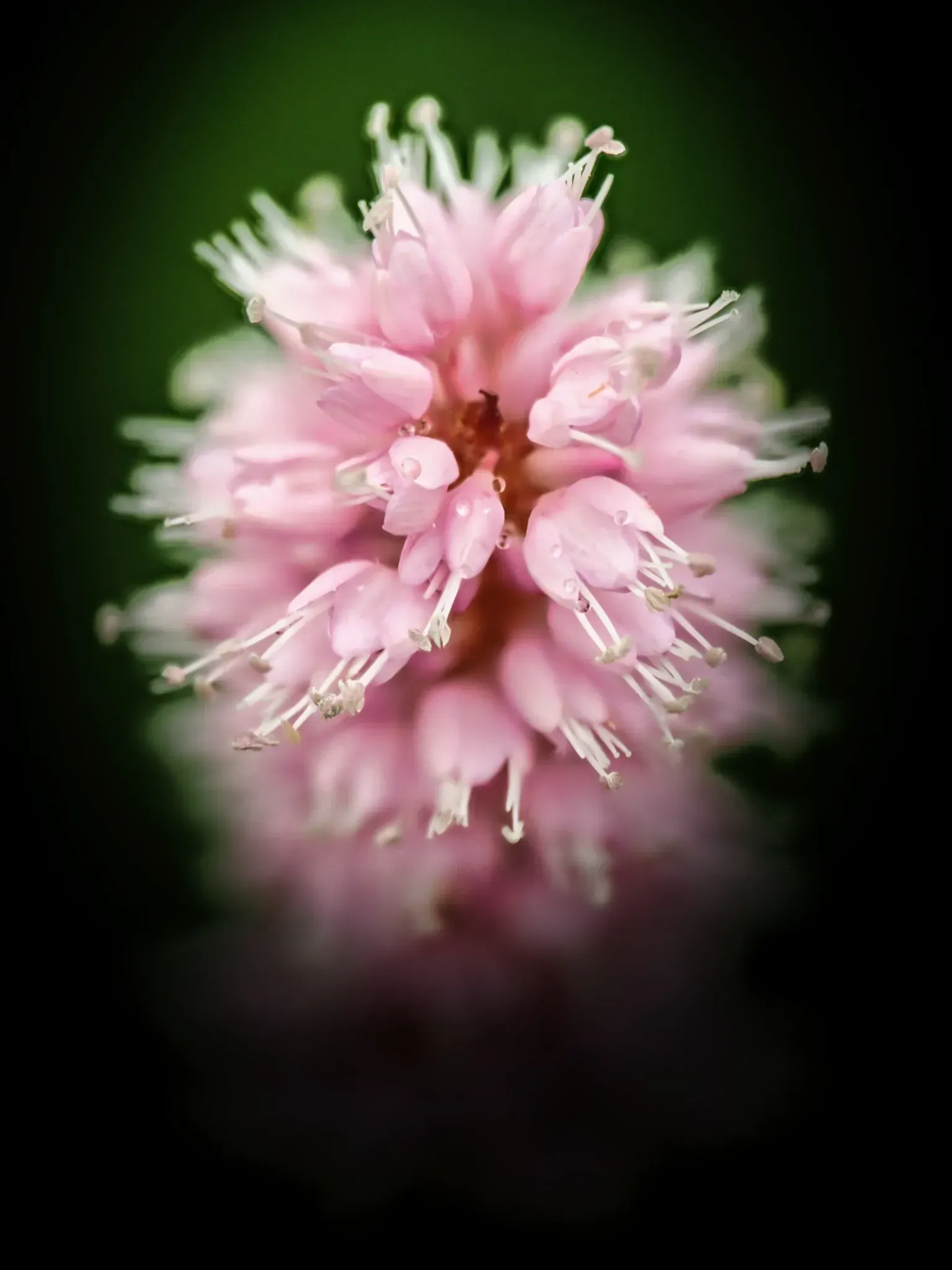 Schlangen-Knöterich mit dichter rosa Blütenähre in Nahaufnahme