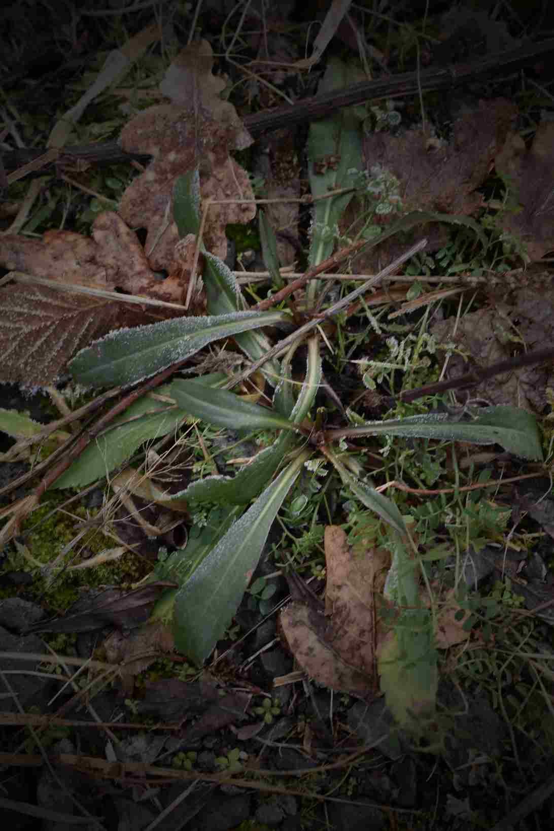 Wildkräuter Rotklee, stilisiert