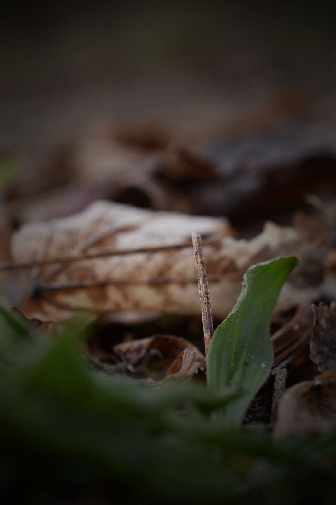 Spitzwegerich im Januar