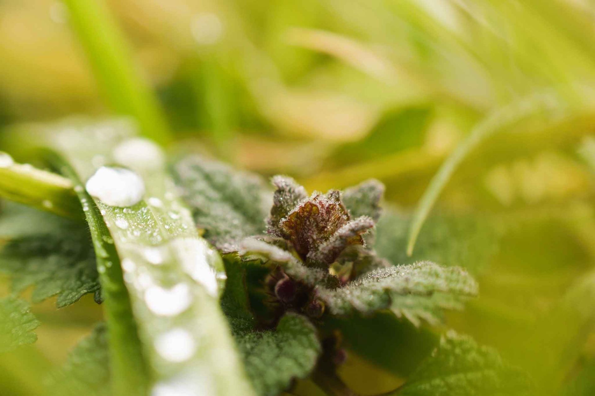 Lupe mit Wildkraut / Schafgarbe