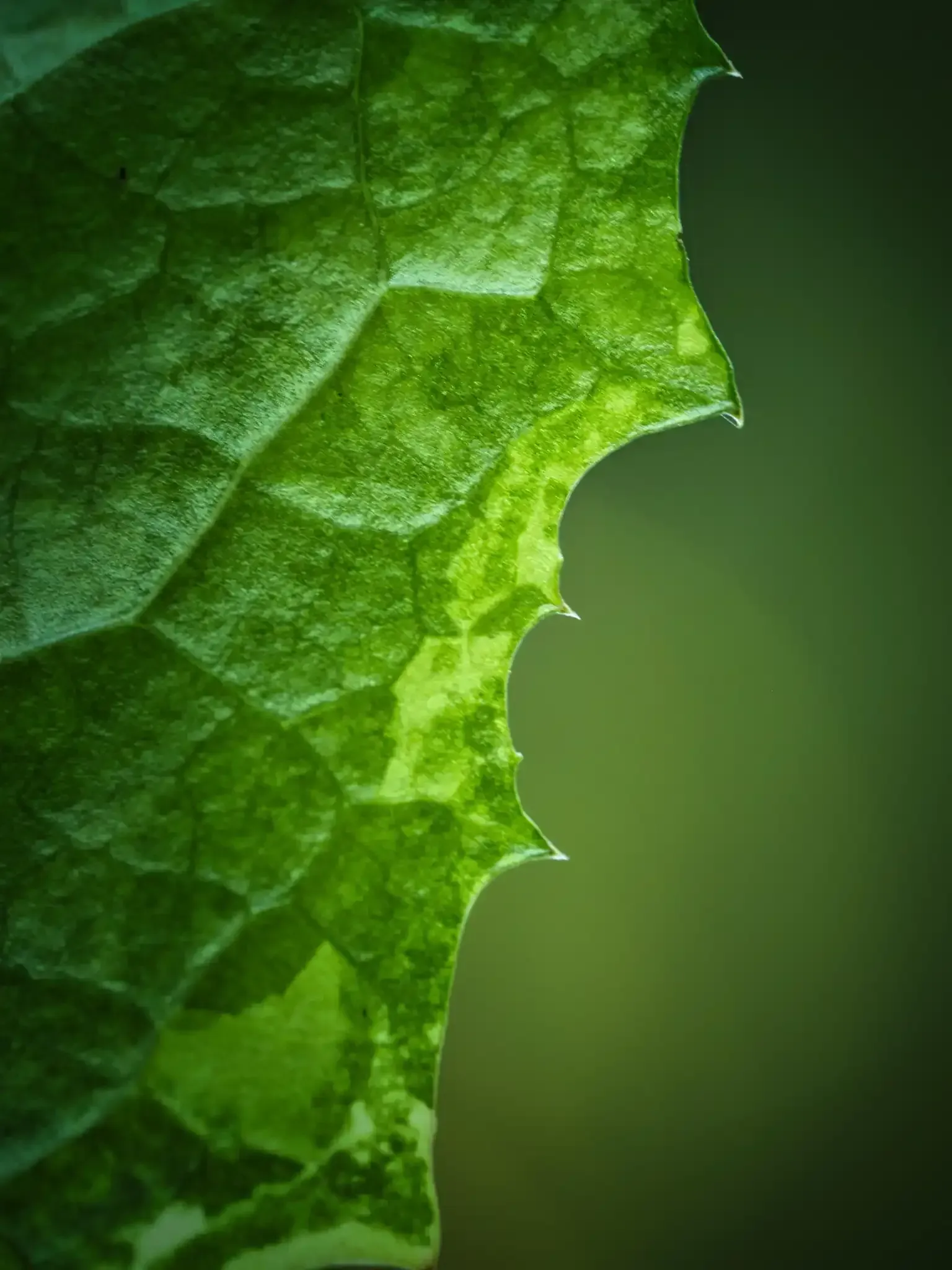 Buschwindröschen Makroaufnahme eines panaschierten Löwenzahnblatts mit weißen und grünen Blattzonen – seltene Chlorophyllmutation im Detail