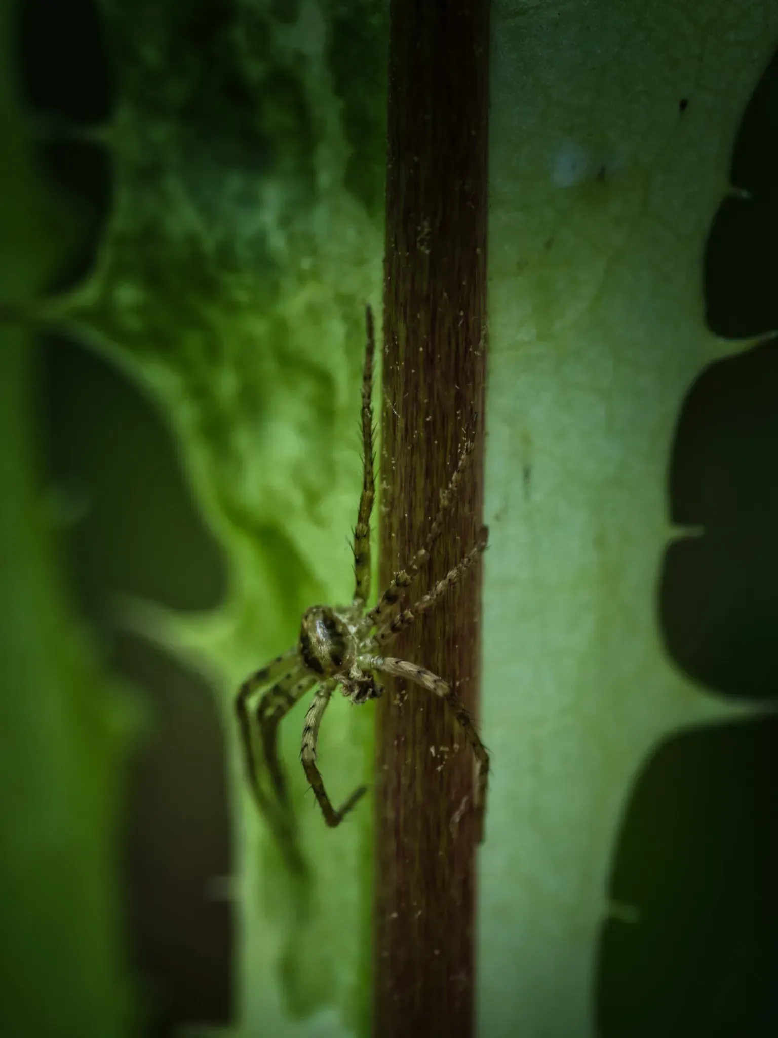 Buschwindröschen Makroaufnahme eines panaschierten Löwenzahnblatts mit weißen und grünen Blattzonen – seltene Chlorophyllmutation im Detail mit Spinne