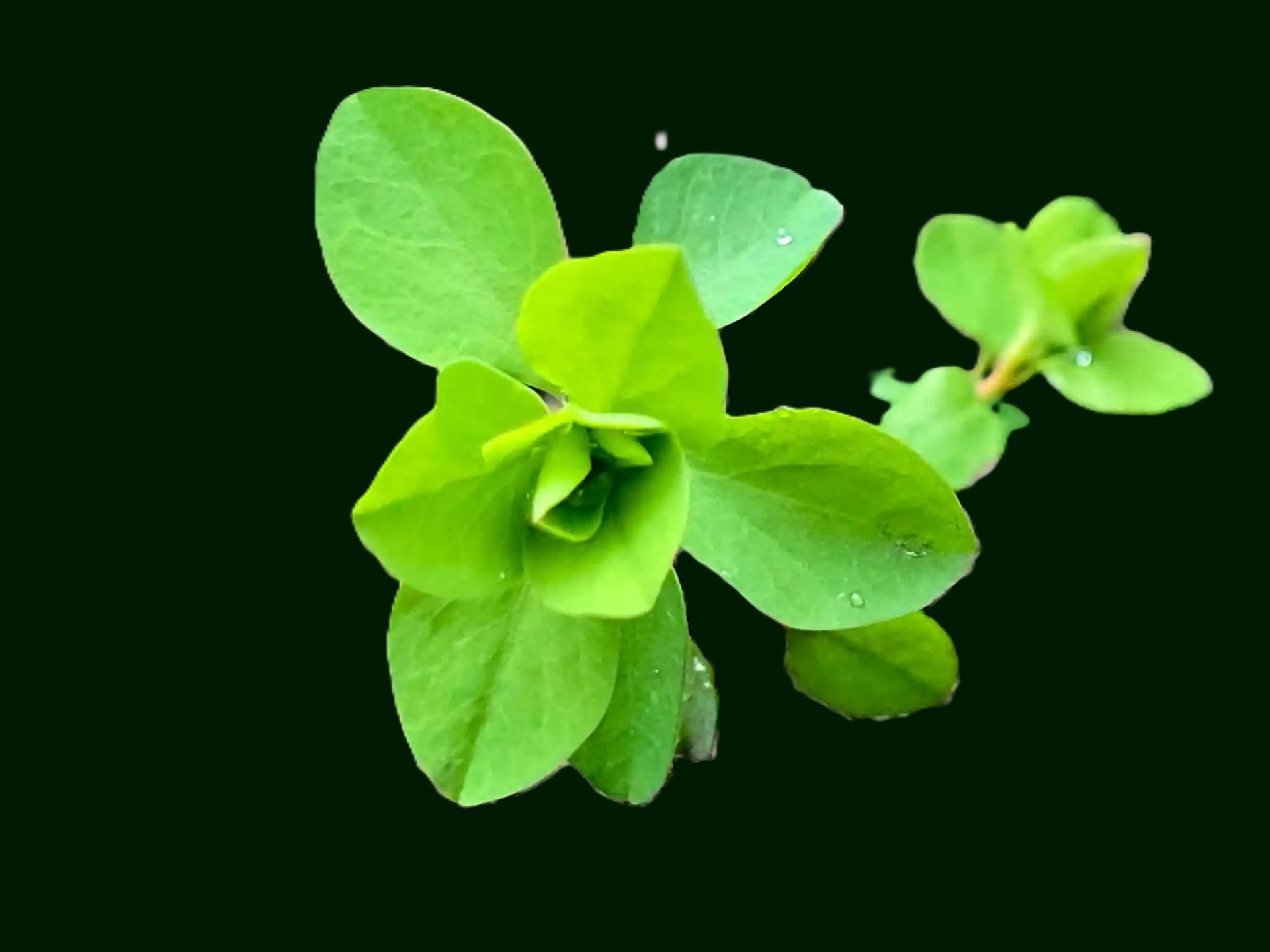 Vogelmiere - stilisiert