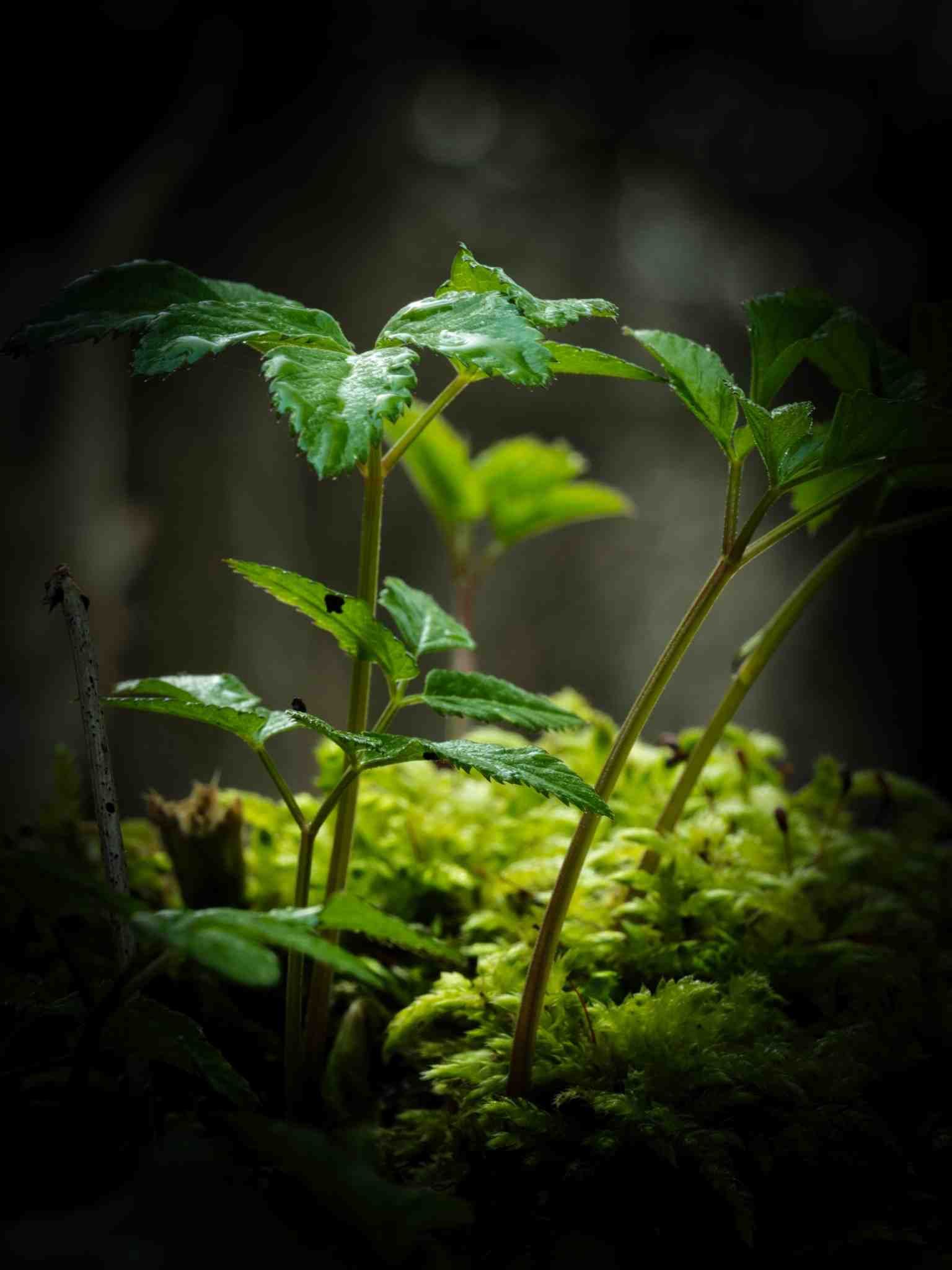 Giersch im Wald