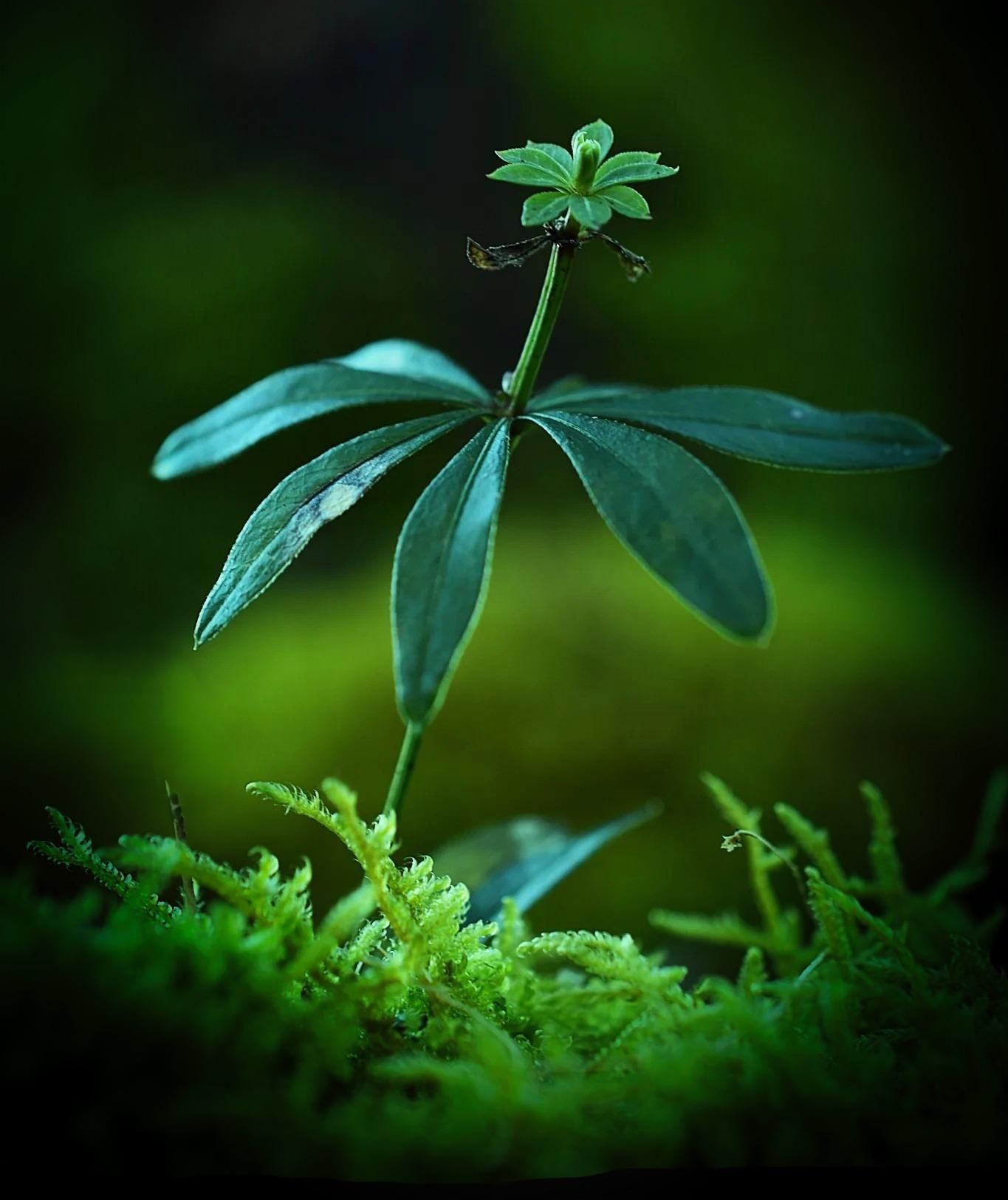 Waldmeister im Februar