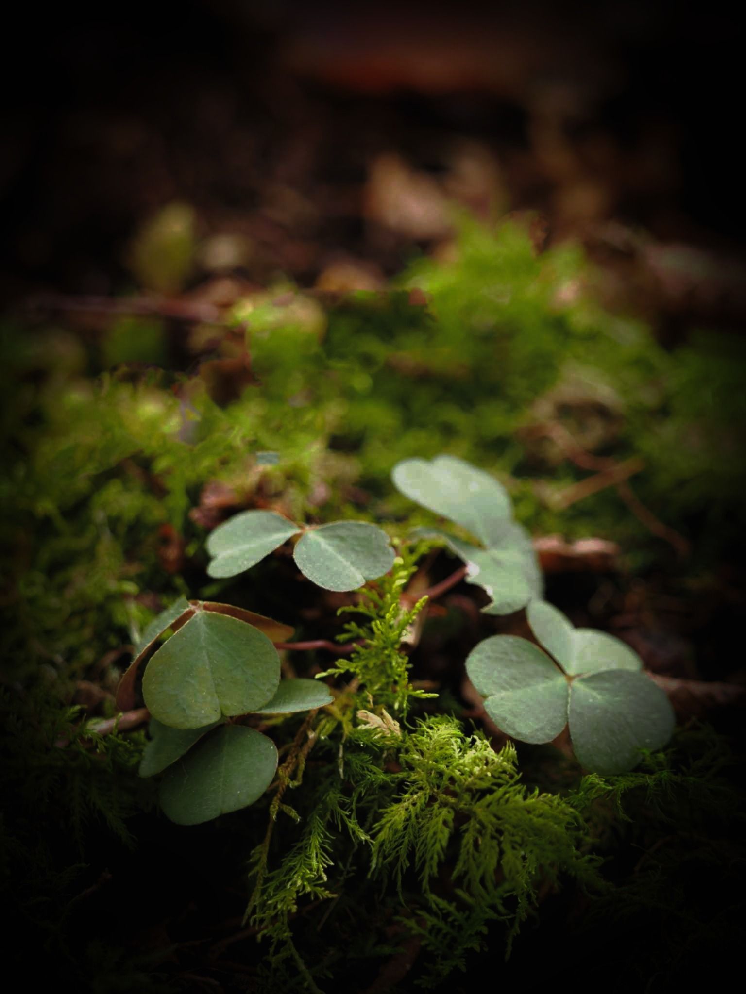 Lupe mit Wildkraut / Schafgarbe