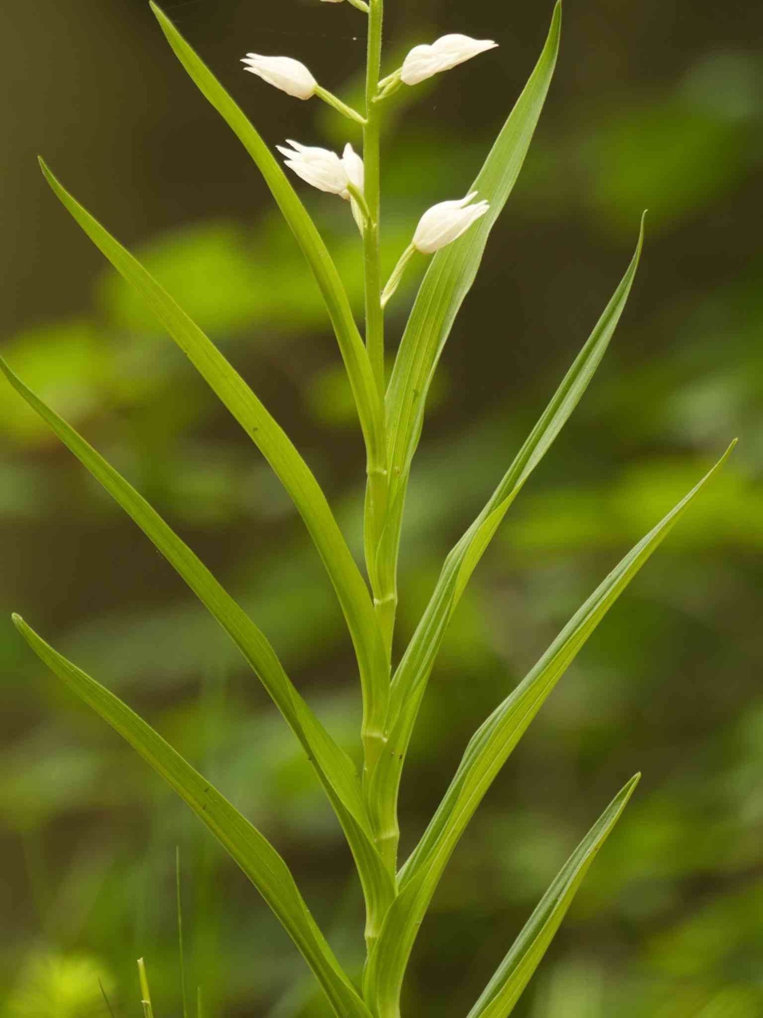 Cephalanthera longifolia