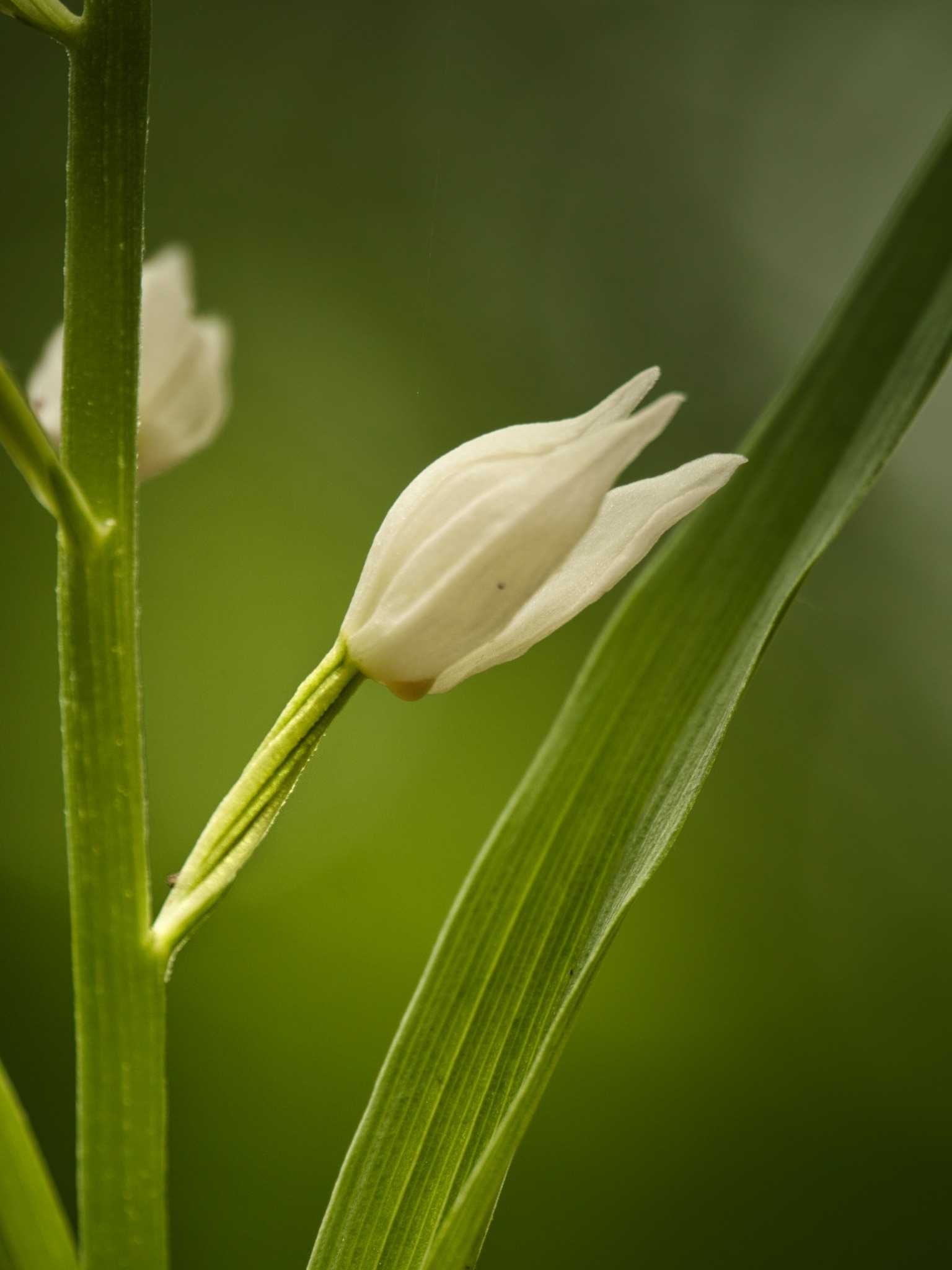 Foto: D. Schwartz (Kräuterleben) Langblättriges Waldvögelein Blüte