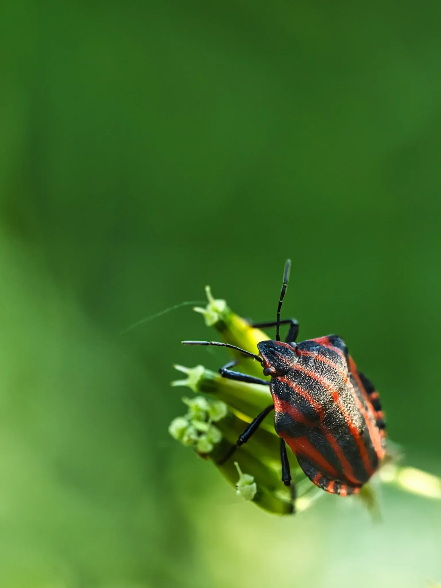 Wiesenkerbel und Streifenwanze
