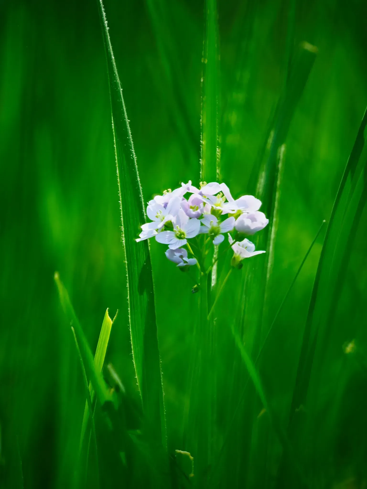 Wiesenschaumkraut