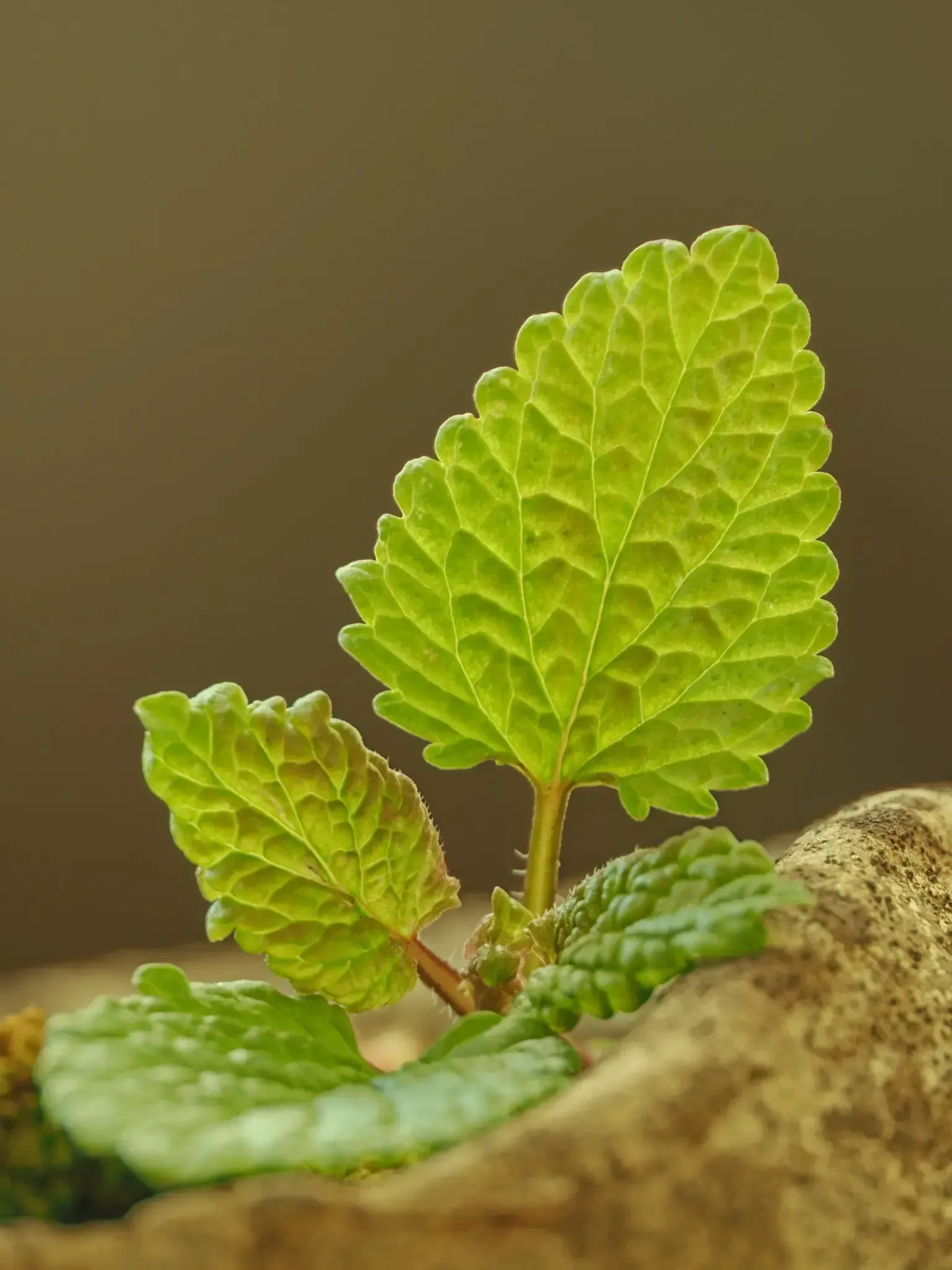 Zitronenmelisse - Anbau im Garten
