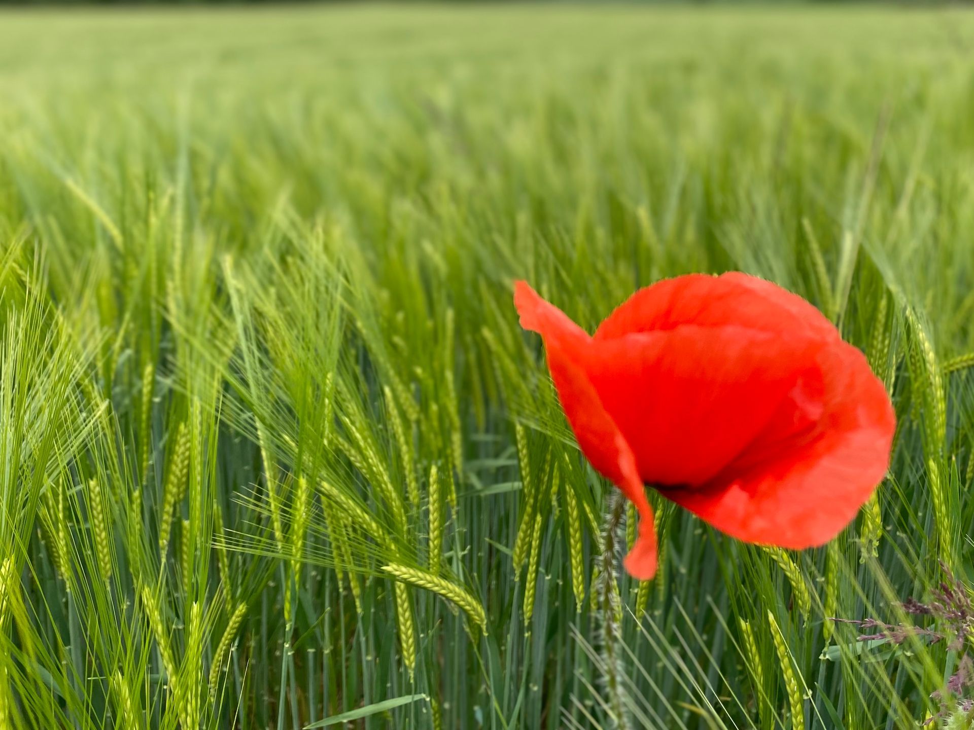 Mohnblume auf dem Roggenfeld