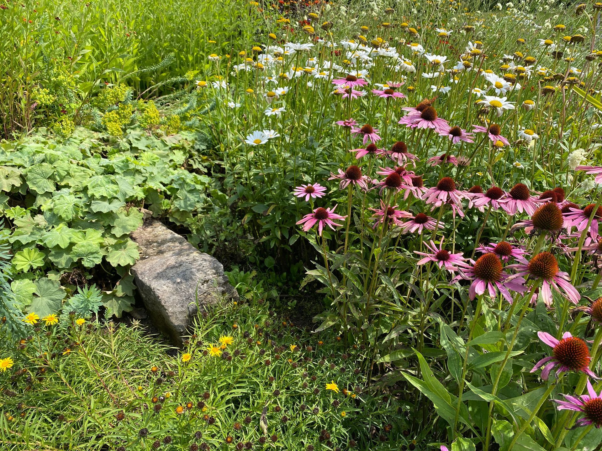 Розово-белые полевые цветы