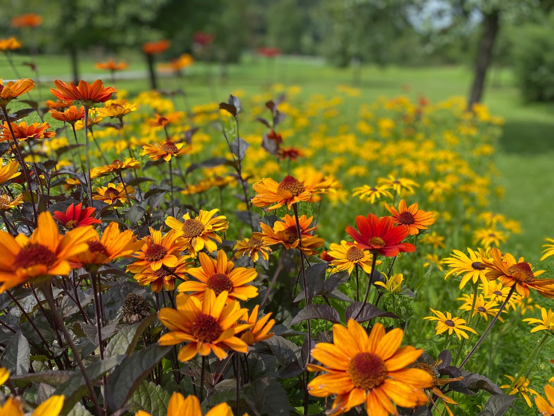 Orange-gelb-rote Blumen in einem Beet