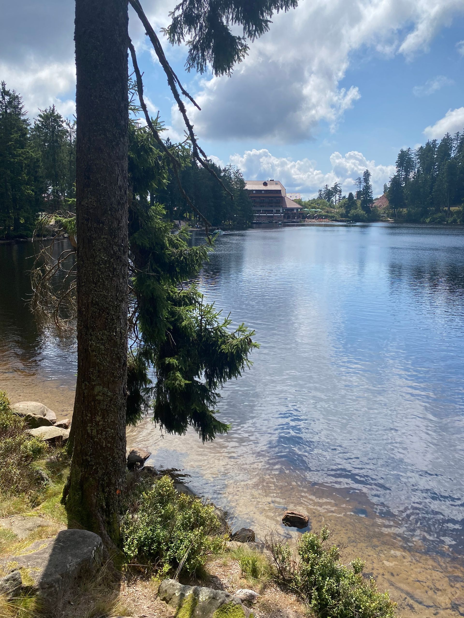 a lake on a sunny day, a house on the horizont, a big tree in front