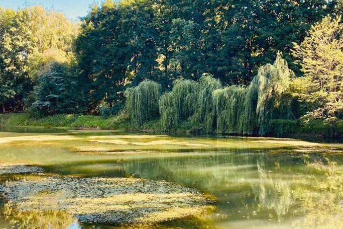 See mit Weiden an einem sonnigen Tag