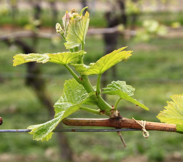 Die kleinen Triebe werden zu Reben. Der Weinberg wird grün Junge Weinreben