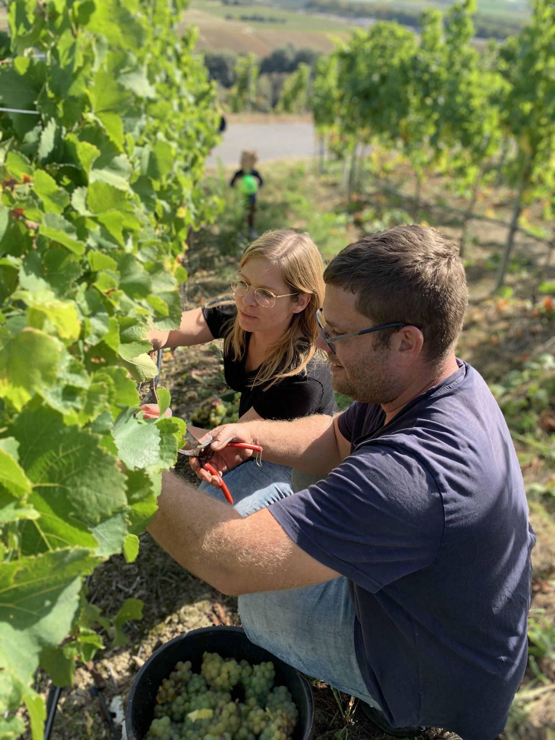 Winzer Steffen bei der Weinlese in Dettelbach mit guter Laune