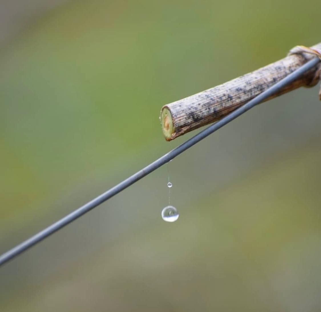 Ein Tropfen tritt aus der Stelle, die beim Rebschnitt entstanden ist