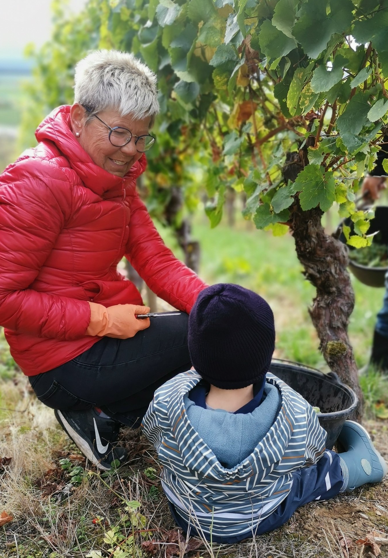 Winzerin Lilly bei der Weinlese im Herbst bei Sonnenschein in den Weinbergen von Dettelbach