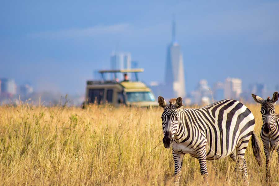 Zebras grazing in Nairobi National Park with the city skyline in the distance.