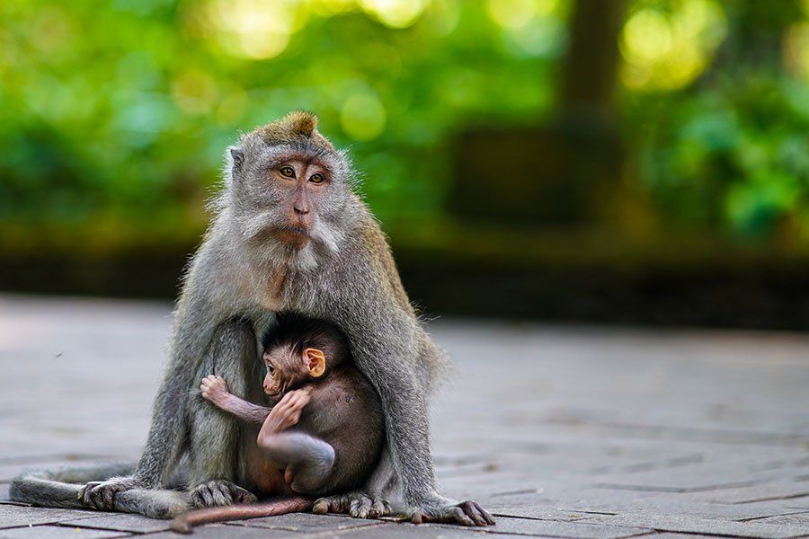 The Ubud Monkey Forest, Bali, Indonesia Sacred Monkey Forest Sanctuary temple grounds, Ubud, Bali
