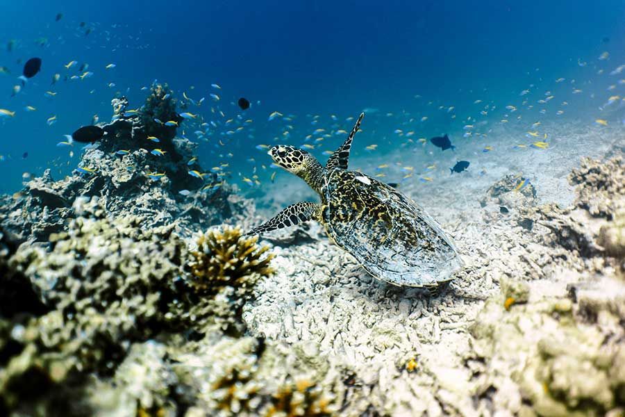 Sea turtle swimming over a coral reef surrounded by tropical fish in the Maldives Sea turtle swimming over a coral reef surrounded by tropical fish in the Maldives