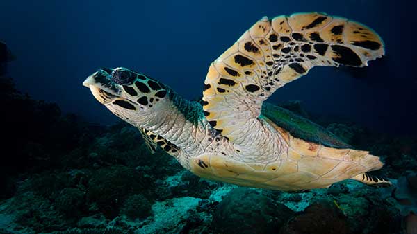 Baby sea turtles have been released at a beach in Bali to help preserve the species