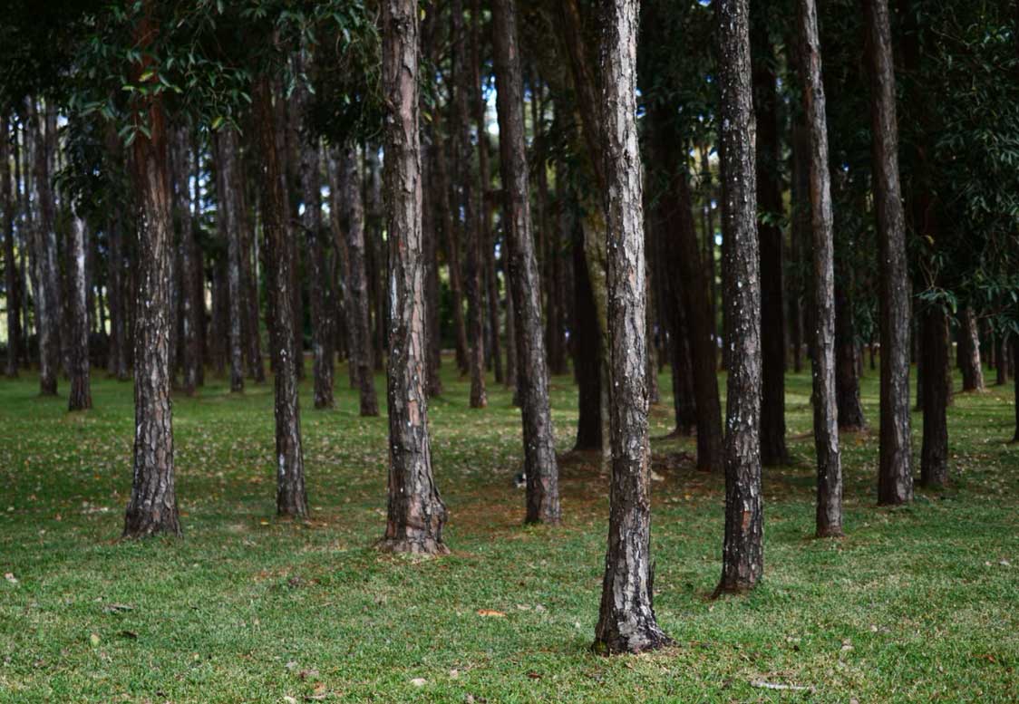 Enjoy our packages to Mauritius and visit beautiful island nation in the Indian Ocean. It is roughly the size of Luxembourg and is located off the eastern coast of Africa. It is bordered by beautiful sandy beaches and coral reefs, and its flora and wildlife awe tourists to the country. Vacoas-Phoenix, also known as Villes Jumelles (Twin Cities) in French, is a town in Mauritius, situated in the Plaines Wilhems District, with the eastern section lying in the Moka District. The Municipal Council of Vacoas-Phoenix governs the town. Take a peek at our Mauritius packages.