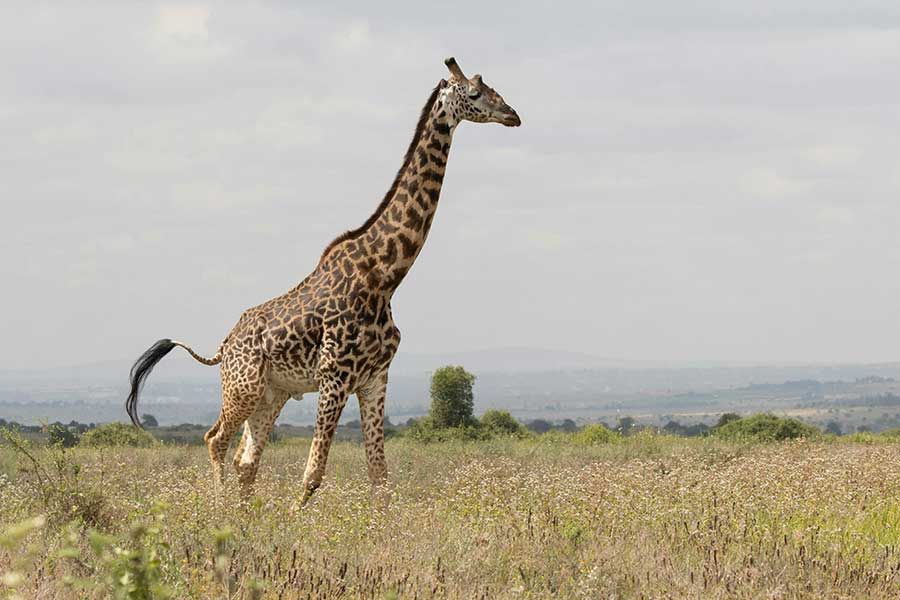 Maasai giraffe walking through tall grassland in Kenya