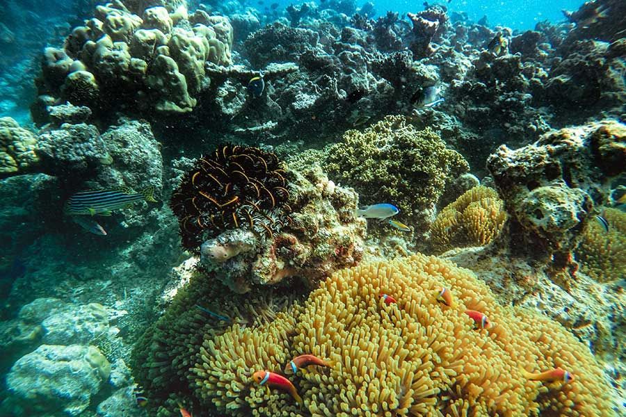 The Maldives Maldives holiday package